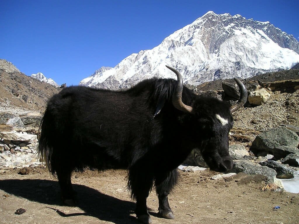 Was Nepal Right To Ban Solo Trekking In The Himalayas?